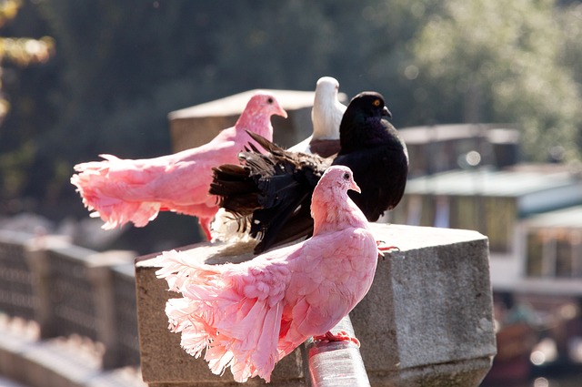約基奇神勇 約基奇神勇