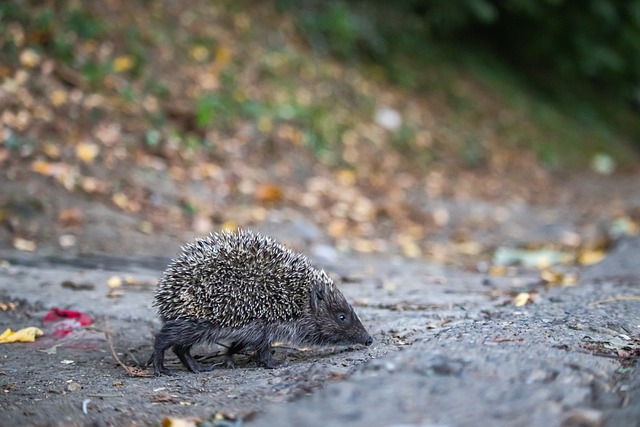 这位特斯拉 这位特斯拉